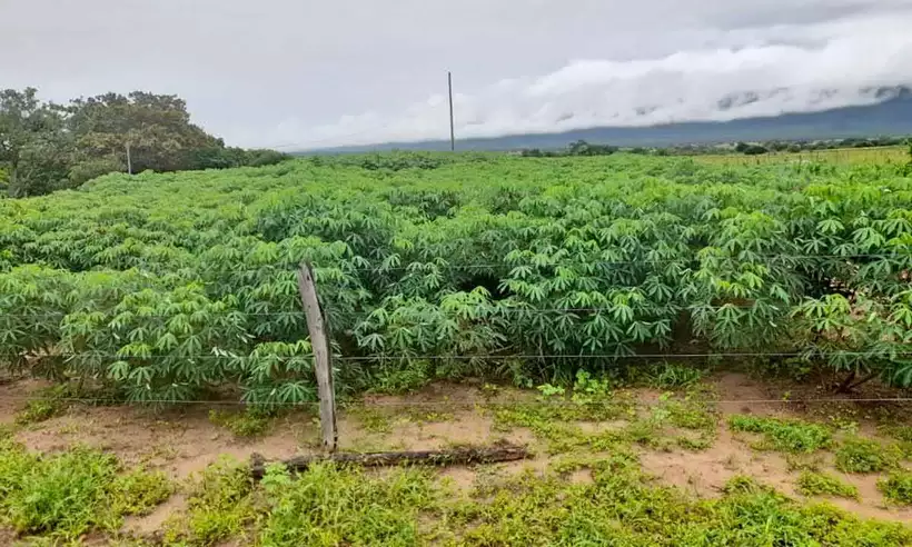 Mandioca: alimento típico no prato do brasileiro será usado para elevar teor de minério de ferro