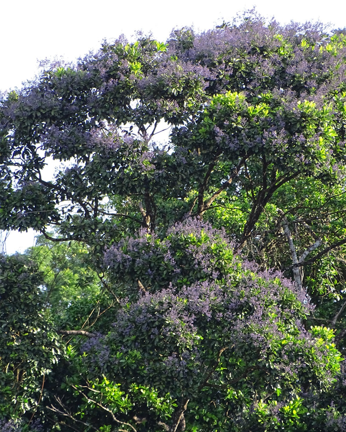 Estudo inédito identifica árvores com grandes estoques de carbono na Amazônia e que podem ajudar a mitigar as mudanças climáticas